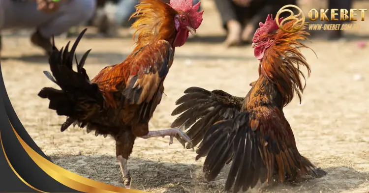 Knife Spur Cockfighting