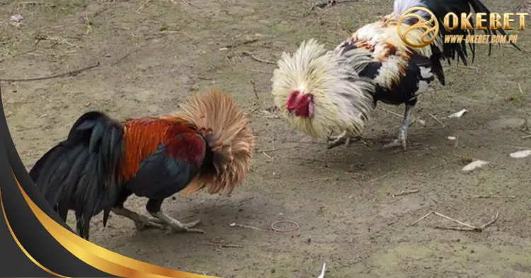 Steel Spur Cockfighting