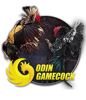 odin gamecock